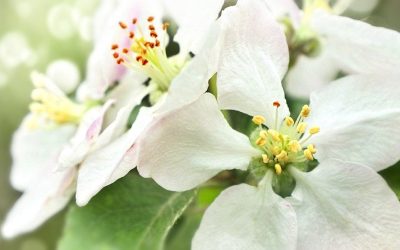 Constipation, Bloating, Fatigue, and Brain Fog: How Colon Hydrotherapy in Calgary Can Help